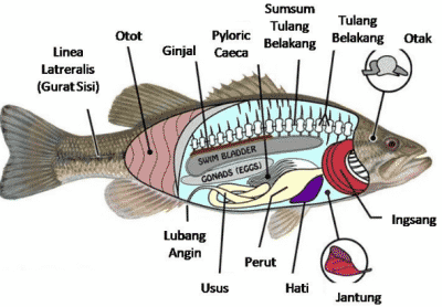 Detail Gambar Ikan Dan Penjelasanya Nomer 3