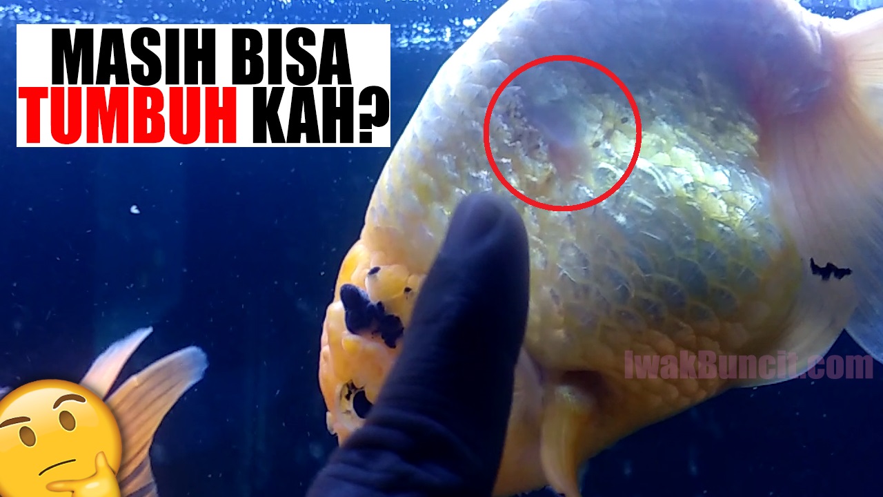 Detail Gambar Ikan Dan Penjelasanya Nomer 28