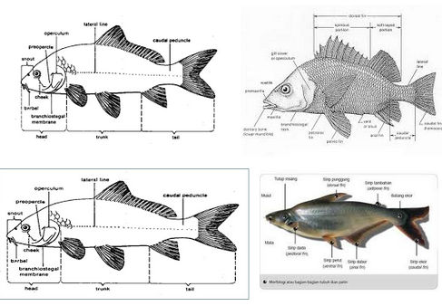 Detail Gambar Ikan Dan Penjelasanya Nomer 5