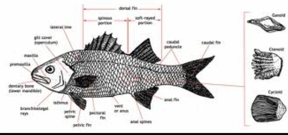 Detail Gambar Ikan Dan Penjelasanya Nomer 6