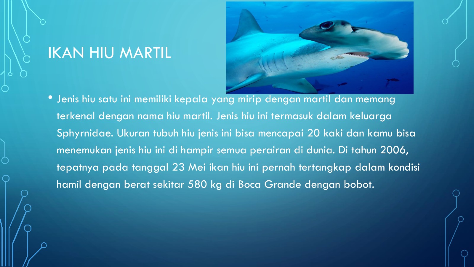 Detail Gambar Ikan Hiu Kepala Martil Nomer 45