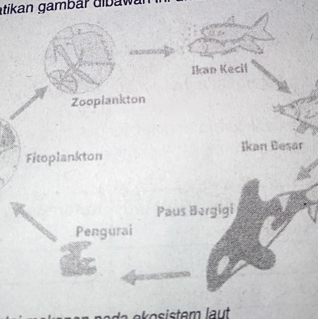 Detail Gambar Ikan Populasi Nomer 34