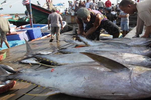 Detail Gambar Ikan Tuna Hasil Tangkapan Longline Nomer 13