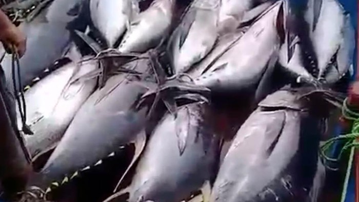 Detail Gambar Ikan Tuna Hasil Tangkapan Longline Nomer 16