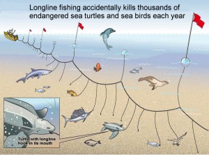 Detail Gambar Ikan Tuna Hasil Tangkapan Longline Nomer 17