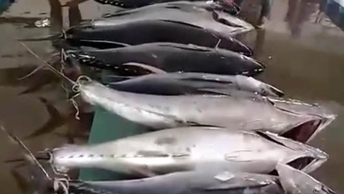 Detail Gambar Ikan Tuna Hasil Tangkapan Longline Nomer 19