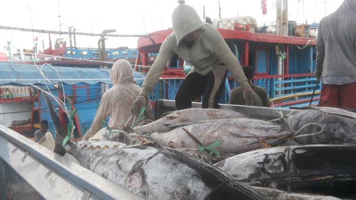 Detail Gambar Ikan Tuna Hasil Tangkapan Longline Nomer 21