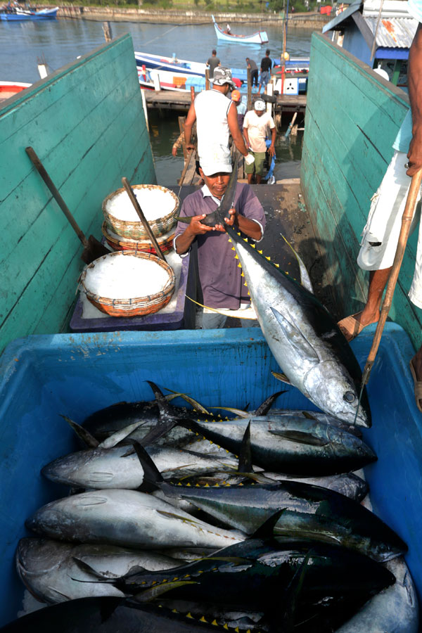 Detail Gambar Ikan Tuna Hasil Tangkapan Longline Nomer 27