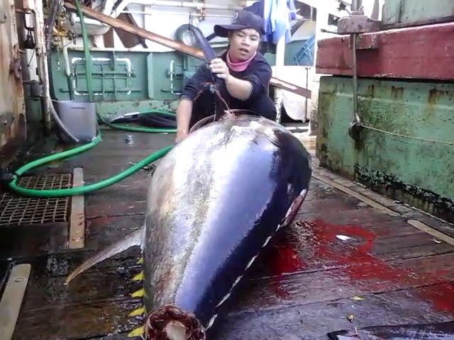 Detail Gambar Ikan Tuna Hasil Tangkapan Longline Nomer 4