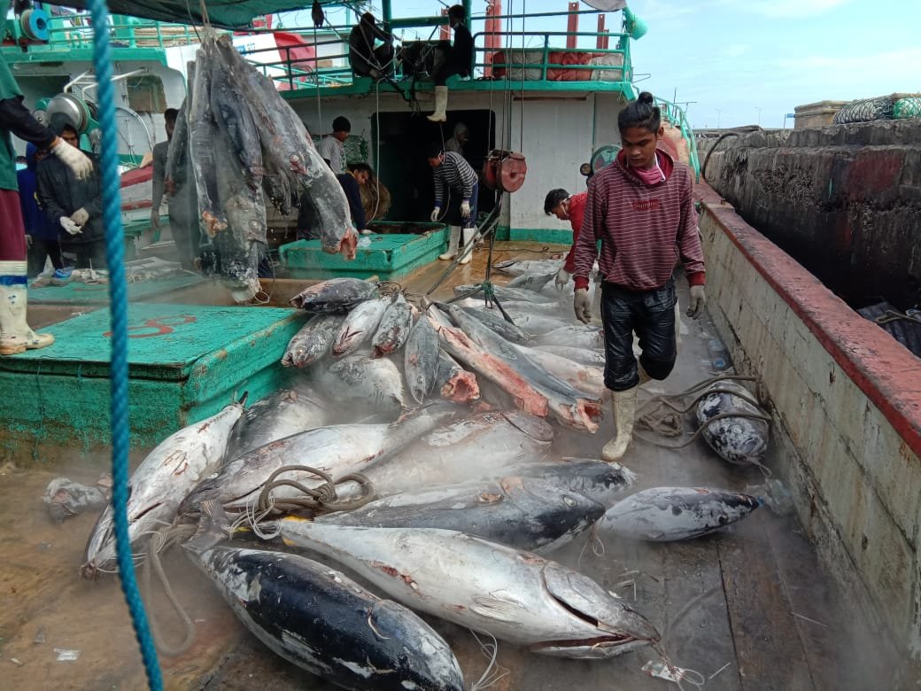 Detail Gambar Ikan Tuna Hasil Tangkapan Longline Nomer 37