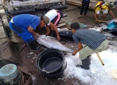 Detail Gambar Ikan Tuna Hasil Tangkapan Longline Nomer 39