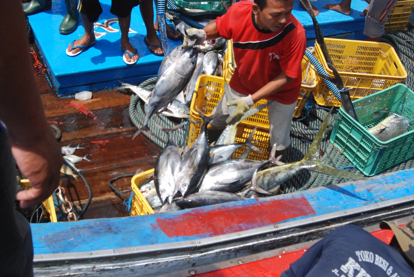 Detail Gambar Ikan Tuna Hasil Tangkapan Longline Nomer 40