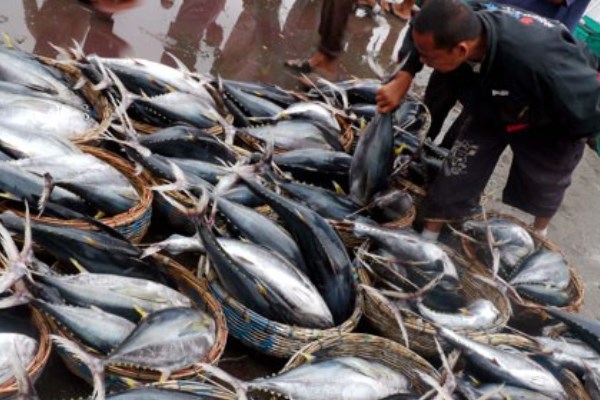 Detail Gambar Ikan Tuna Hasil Tangkapan Longline Nomer 6