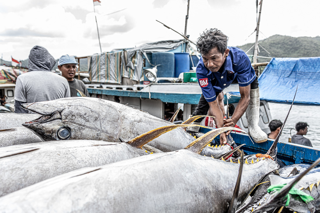 Detail Gambar Ikan Tuna Hasil Tangkapan Longline Nomer 7