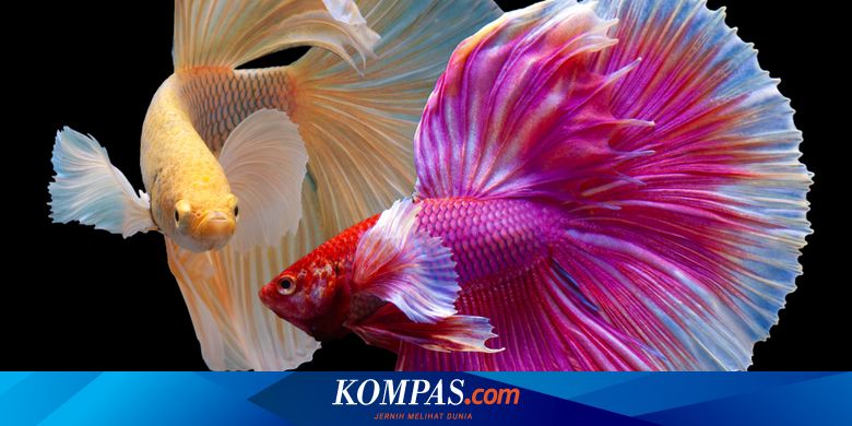 Detail Gambar Ikan Untuk D Warnai Nomer 45