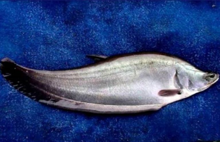 Detail Gambar Individu Ikan Dan Populasi Nomer 21