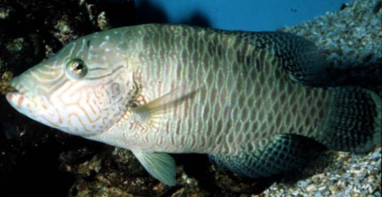 Detail Gambar Individu Ikan Dan Populasi Nomer 22