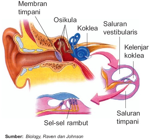 Detail Gambar Indra Telinga Keterangan Bahasa Indonesia Nomer 16