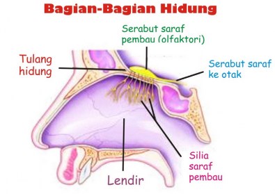 Detail Gambar Indra Telinga Keterangan Bahasa Indonesia Nomer 25