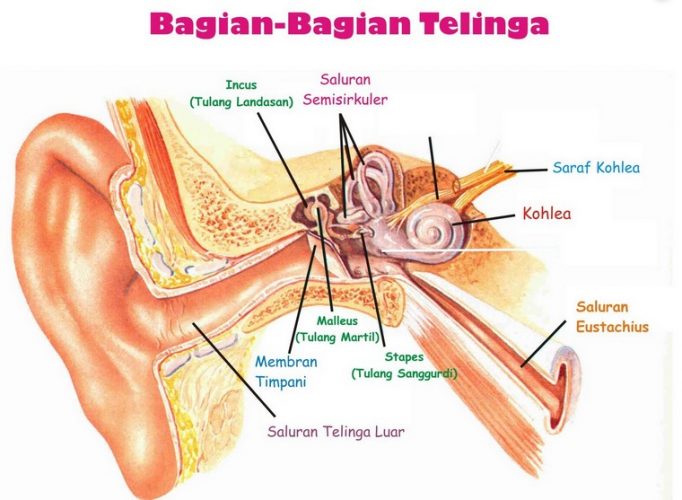 Detail Gambar Indra Telinga Keterangan Bahasa Indonesia Nomer 4