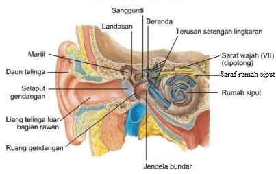 Detail Gambar Indra Telinga Keterangan Bahasa Indonesia Nomer 7