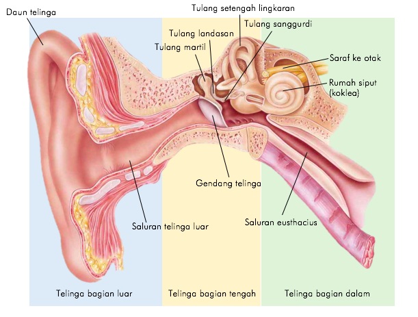 Detail Gambar Indra Telinga Keterangan Bahasa Indonesia Nomer 8