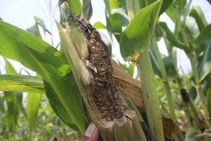 Detail Gambar Jagung Gagal Panen Nomer 11