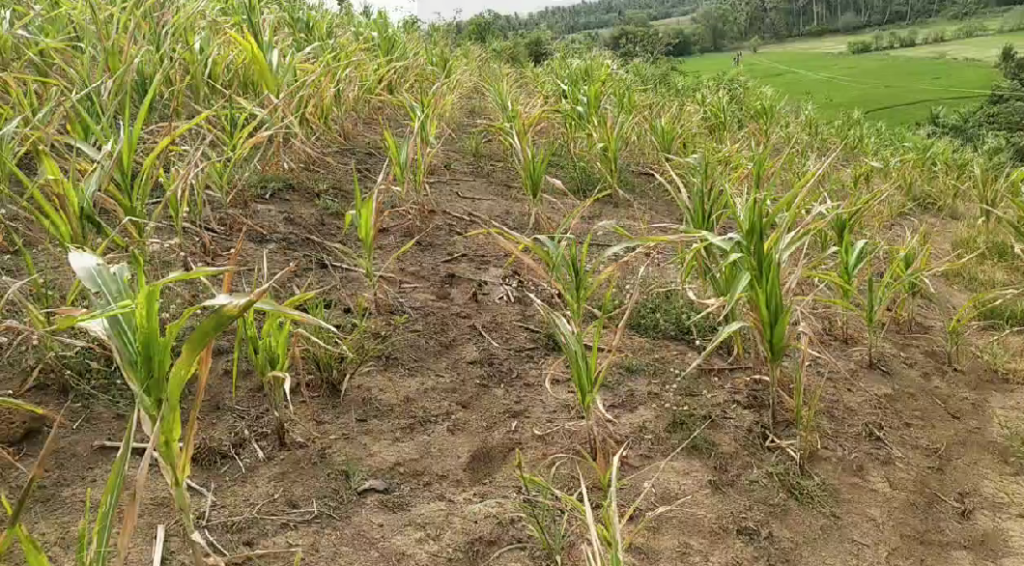 Detail Gambar Jagung Gagal Panen Nomer 16