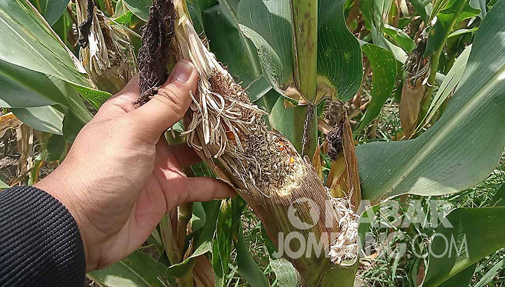 Detail Gambar Jagung Gagal Panen Nomer 23