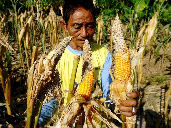 Detail Gambar Jagung Gagal Panen Nomer 5