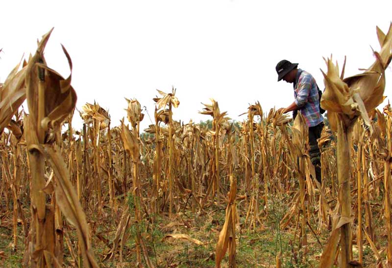 Detail Gambar Jagung Gagal Panen Nomer 38