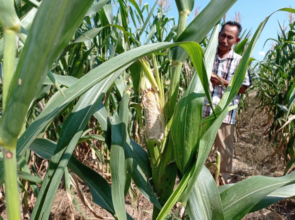 Detail Gambar Jagung Gagal Panen Nomer 10