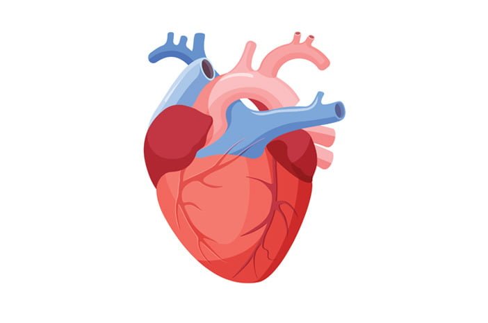Detail Gambar Jantung Beserta Bagiannya Nomer 14
