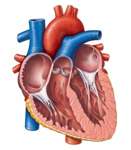 Detail Gambar Jantung Beserta Bagiannya Nomer 25