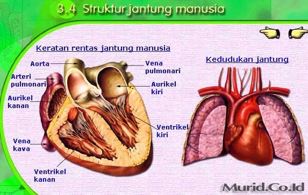 Detail Gambar Jantung Beserta Bagiannya Nomer 27