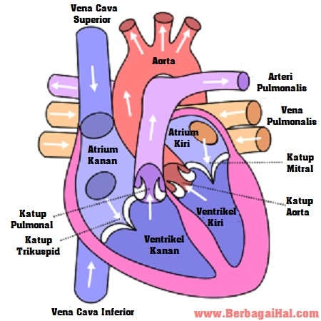 Detail Gambar Jantung Beserta Bagiannya Nomer 30