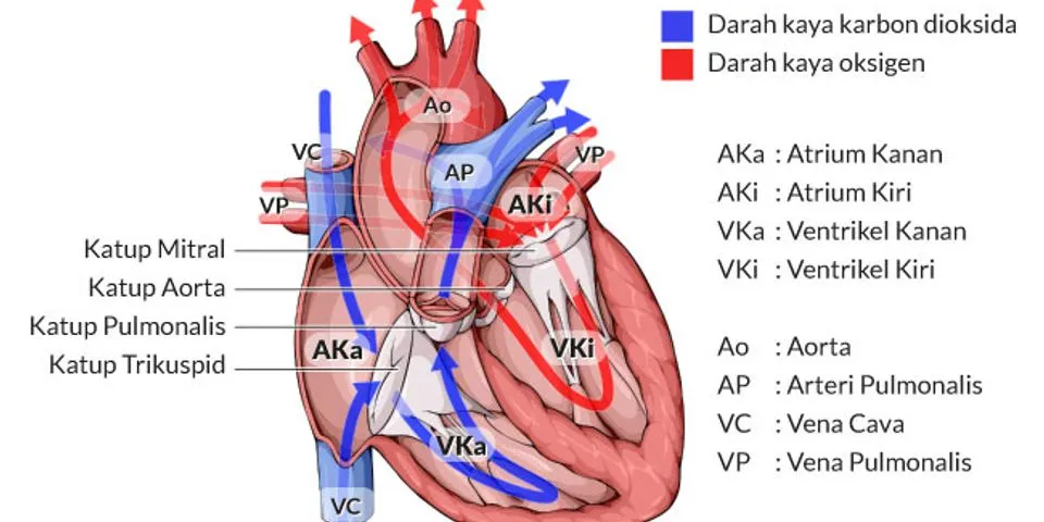 Detail Gambar Jantung Beserta Bagiannya Nomer 32