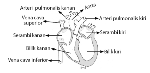 Detail Gambar Jantung Beserta Bagiannya Nomer 35