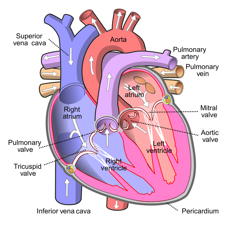 Detail Gambar Jantung Beserta Bagiannya Nomer 36