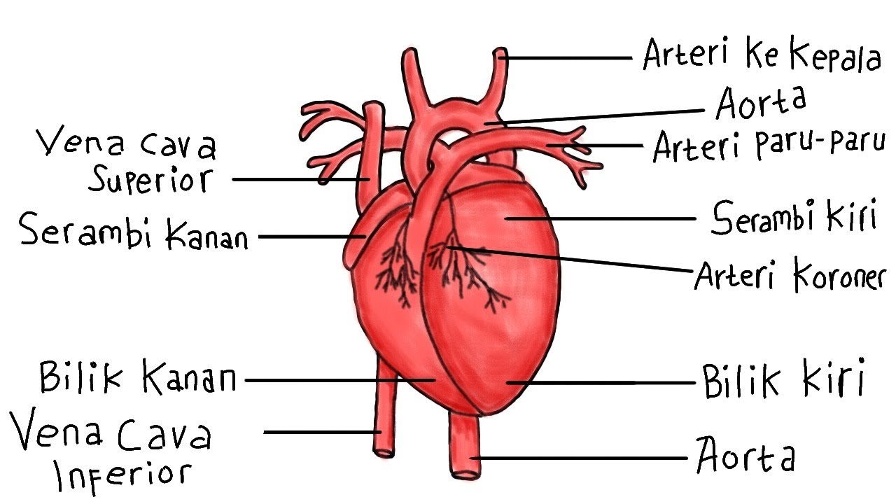 Detail Gambar Jantung Beserta Bagiannya Nomer 4
