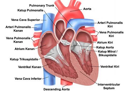 Detail Gambar Jantung Beserta Fungsinya Nomer 14