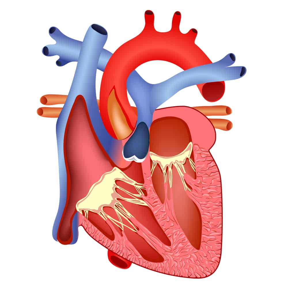 Detail Gambar Jantung Beserta Fungsinya Nomer 15