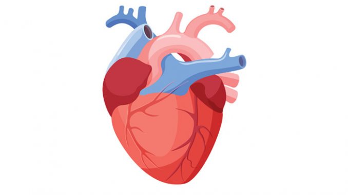Detail Gambar Jantung Beserta Fungsinya Nomer 17