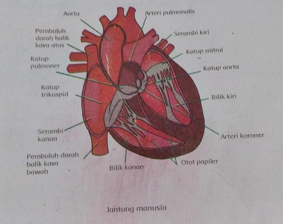 Detail Gambar Jantung Beserta Fungsinya Nomer 23