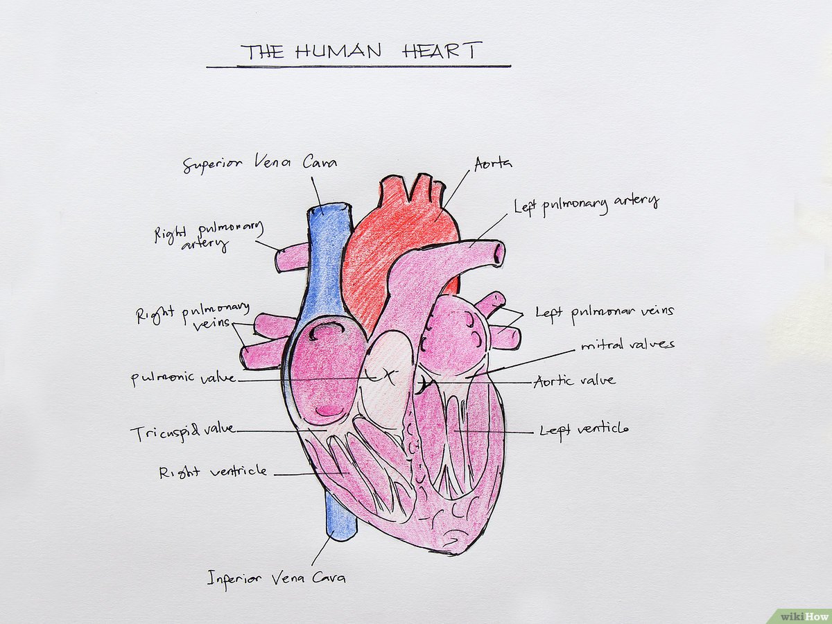 Detail Gambar Jantung Beserta Fungsinya Nomer 24