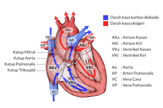 Detail Gambar Jantung Beserta Fungsinya Nomer 2