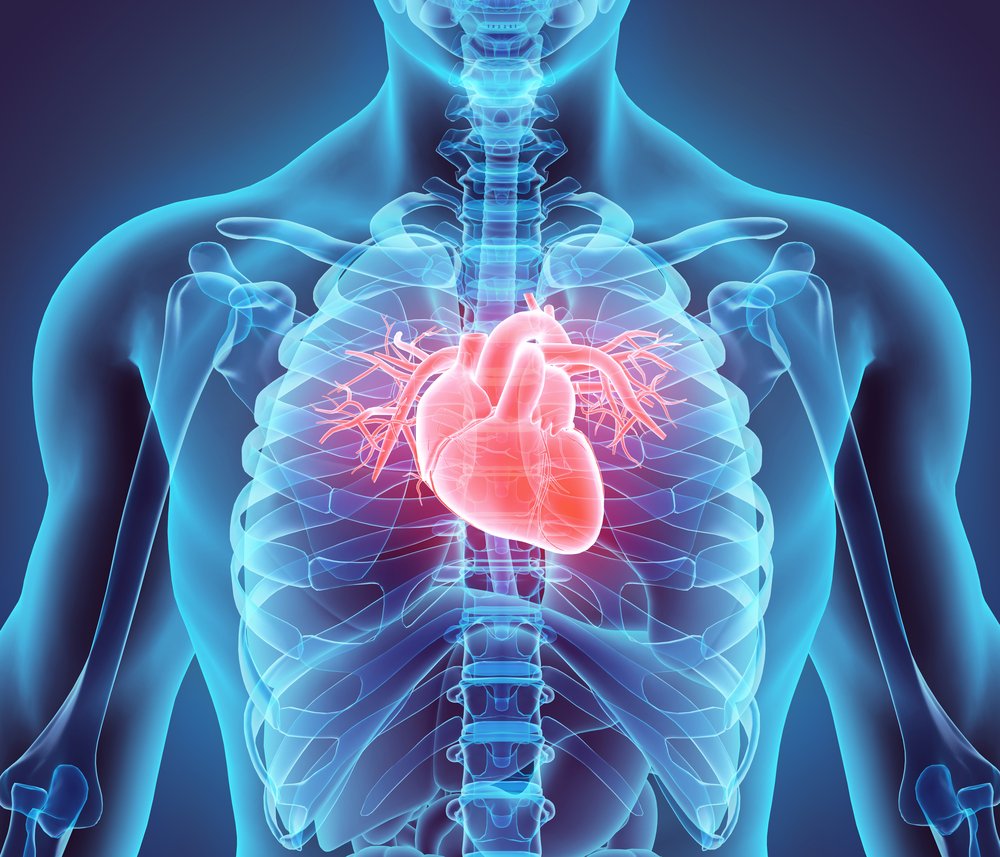 Detail Gambar Jantung Beserta Fungsinya Nomer 40