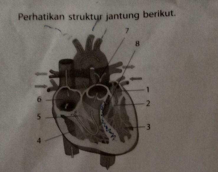 Detail Gambar Jantung Beserta Fungsinya Nomer 51