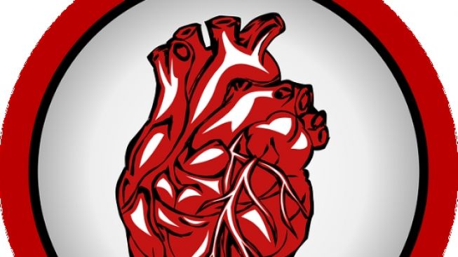 Detail Gambar Jantung Beserta Organ Organnya Nomer 15