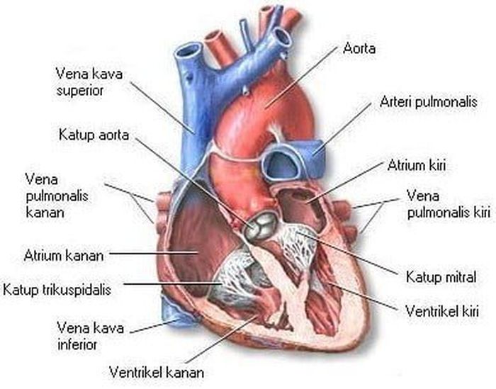 Detail Gambar Jantung Beserta Organ Organnya Nomer 2
